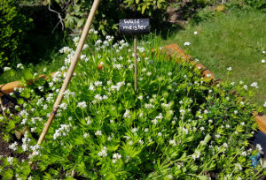 Waldmeister mit Blüte